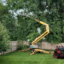 How Our Tree Care Process Works  in Wrightsville, PA